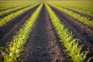 Pokusni usjevi s duplim redovima iz Pioneera!