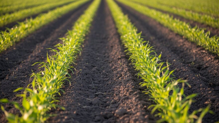 Pokusni usjevi s duplim redovima iz Pioneera!