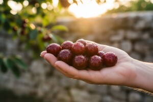 Pola milijuna eura za projekt "Višnja maraska"