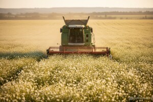 Pola RH da zasijemo kamilicom - sve bi prodali!