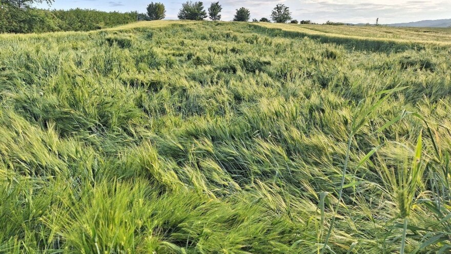 Kako oporaviti useve od poleganja, monilije i oštećenja od grada?