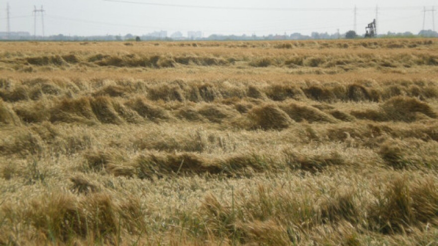 Grad skinuo usev, šteta se procenjuje