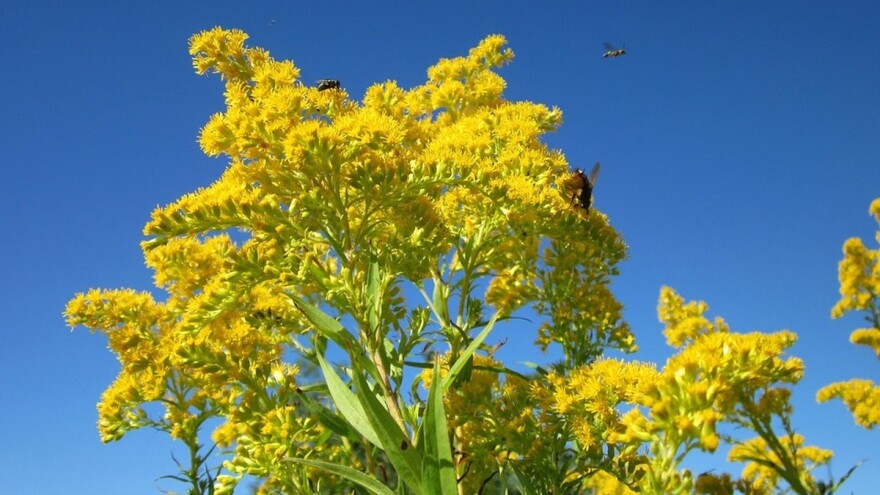 Ugljični dioksid smanjuje sadržaj proteina u polenu
