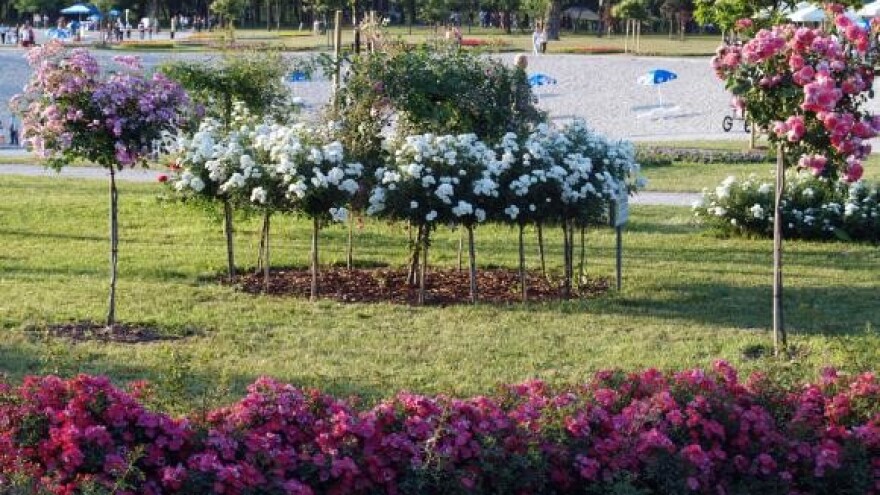 FloraArt, Zagreb okupan cvijećem