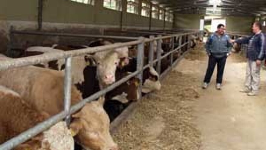 Krave i bikovi činovnike (ni trgovce) ne čekaju