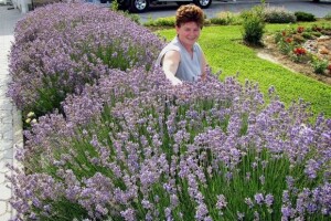 Lavanda se udomaćila, komorač i kadulja manje