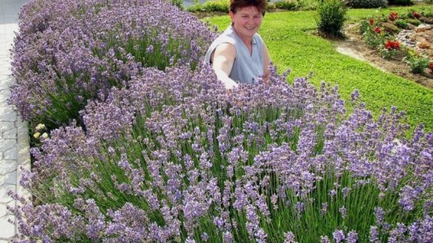 Lavanda se udomaćila, komorač i kadulja manje