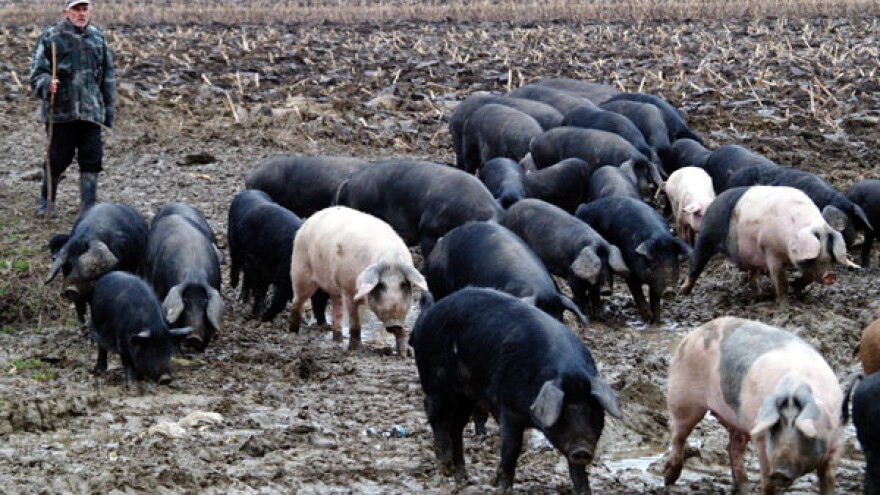 Domaće meso iz 12 županija za istarski pršut