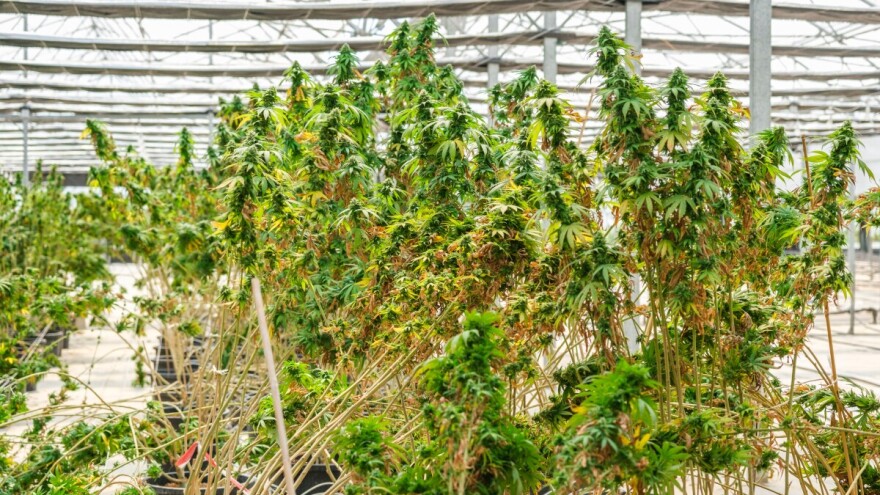 Policija pronašla konoplju u Bijeljini, vlasnik tvrdi da ima dozvolu za uzgoj