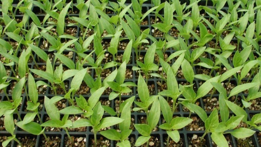 Polijeganje rasada - bolest zaštićenih prostora