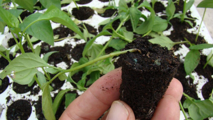 Zaštitite presadnice od polijeganja i venuća