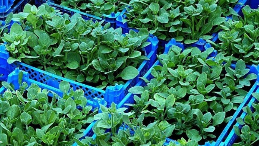 Kako sprečiti poleganje rasada?