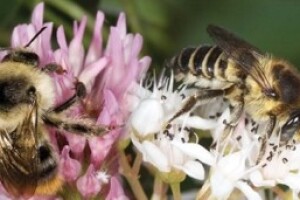 Syngenta prezentirala koncept nove strategije na demo danima u Budimpešti