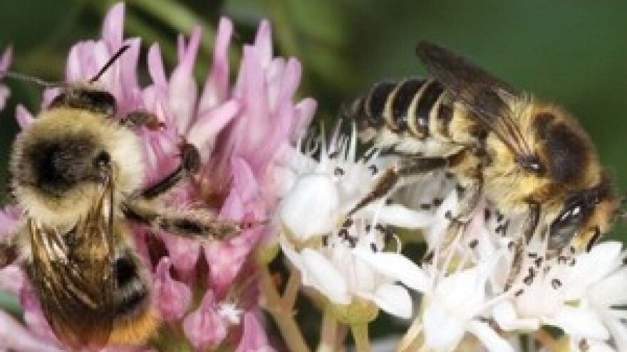 Syngenta prezentirala koncept nove strategije na demo danima u Budimpešti