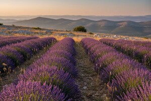 Polja lavande na stoljećima starim ovčjim ispašama