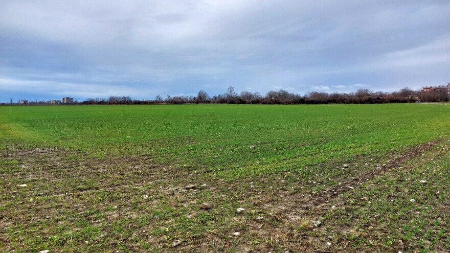 Nedostatak magnezija može biti uzrok žućenja žitarica i uljane repice