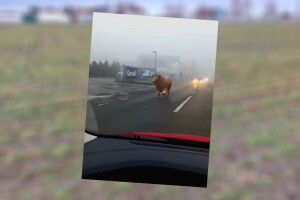 Društvene mreže i medije preplavila snimka - prestrašeni bik trči cestom