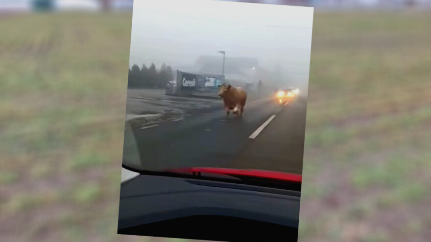 Društvene mreže i medije preplavila snimka - prestrašeni bik trči cestom