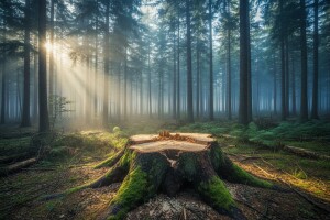 Poljaci žele da seku jednu od poslednjih prašuma u Evropi