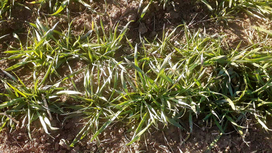 Za 50 posto manje padavina u većim dijelovima Evrope