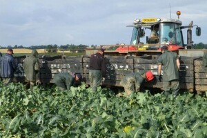 Testiraju farmere i radnike na poljima kako bi se proizvodnja nesmetano odvijala