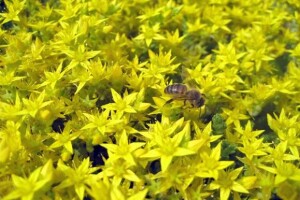 Pet koraka do konkurentnog ekopoljoprivrednika