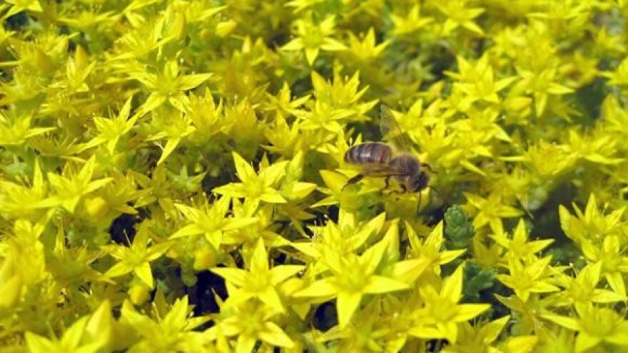 Pet koraka do konkurentnog ekopoljoprivrednika