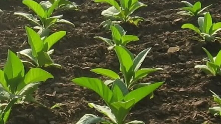 Bez Fonda duhanci osuđeni na propast