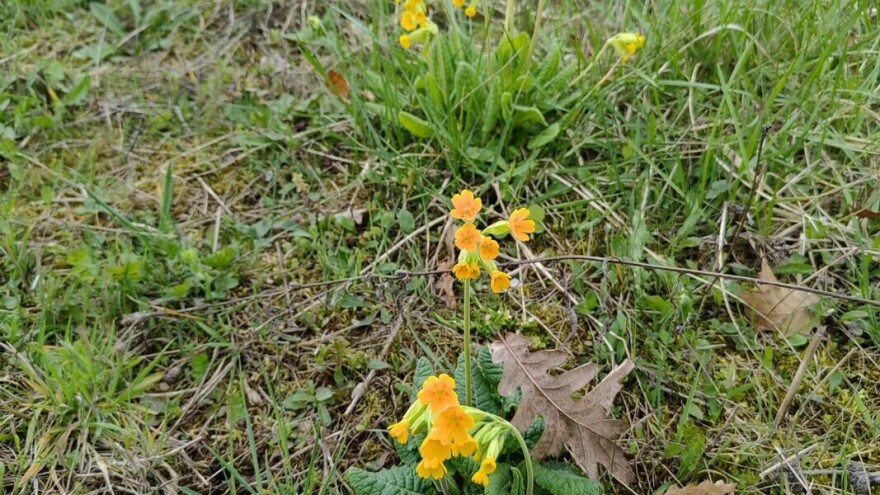 Jagorčevinu ili "divlje igliče" beru i travari i novinari: Leči pluća, smanjuje nervozu i glavobolje