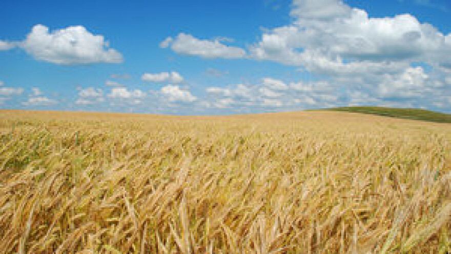 Zaštitite ozimi ječam u fazi vlatanja