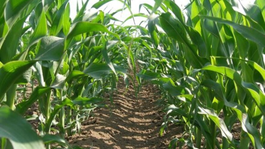 Kako do čistog polja kukuruza?