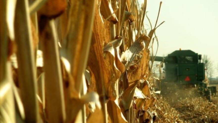 Audi od kukuruza proizveo gorivo bez nafte