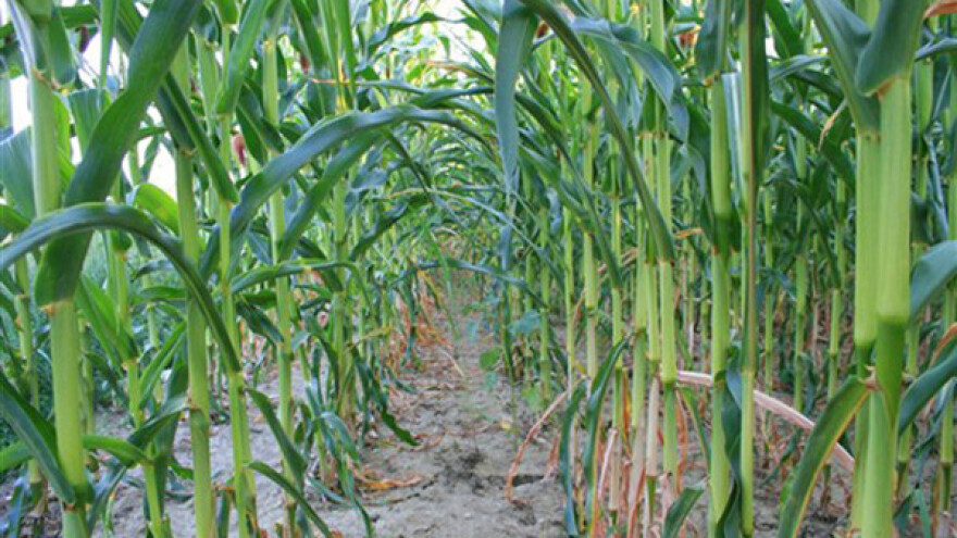 Suše se donji listovi kukuruza