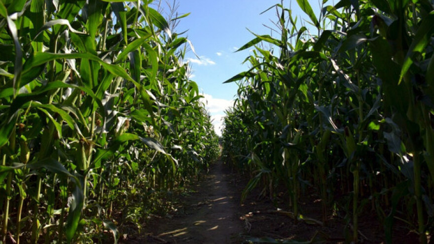 Uprkos vremenu prinosi kukuruza obećavaju