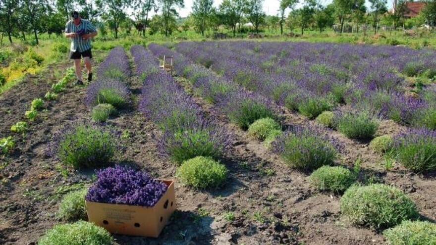 Mladenci kupuju slavonsku lavandu