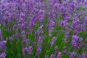 Slavonska lavanda na dalmatinskom tržištu