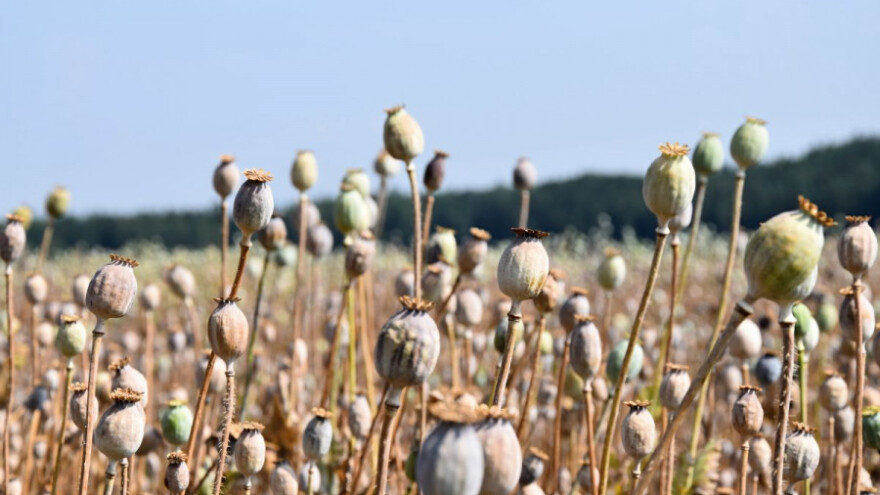 Proizvodnja opijuma u Afganistanu veća za 43%