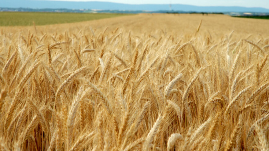 Ukrajina nastavlja izvoz pšenice u Egipat