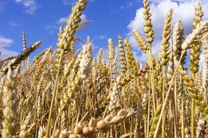 Monsanto širi poslovanje na pšenicu