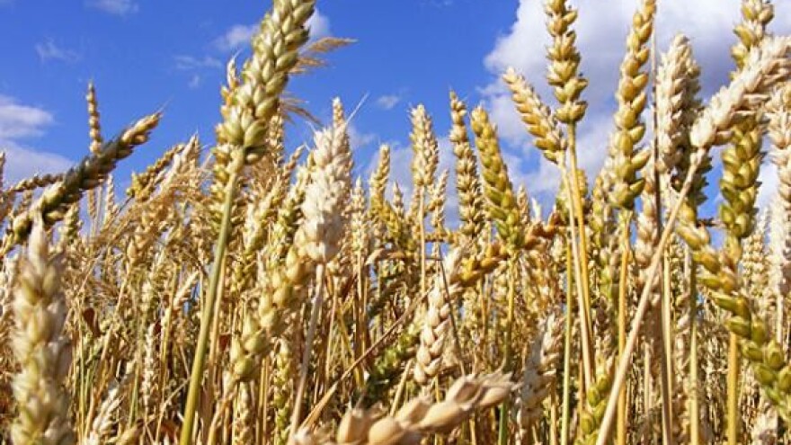 Monsanto širi poslovanje na pšenicu