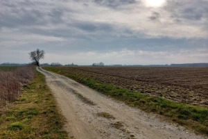 Strna žita napadnuta najznačajnijim patogenima lista - od nedelje zahlađenje