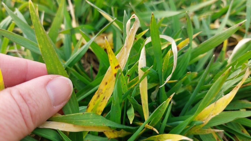 Pored kraćeg zahlađenja, ponovo toplo vreme: Bolesti ječma uzele maha