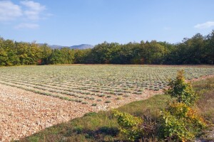 211 osoba u HNŽ dobilo poticaj za proizvodnju smilja
