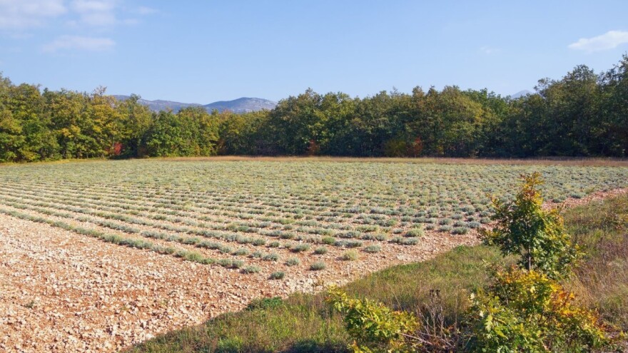 211 osoba u HNŽ dobilo poticaj za proizvodnju smilja