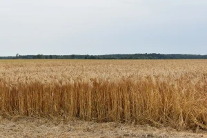 Vjetar u džepovima ratara: Pšenica podbacila za 30 posto