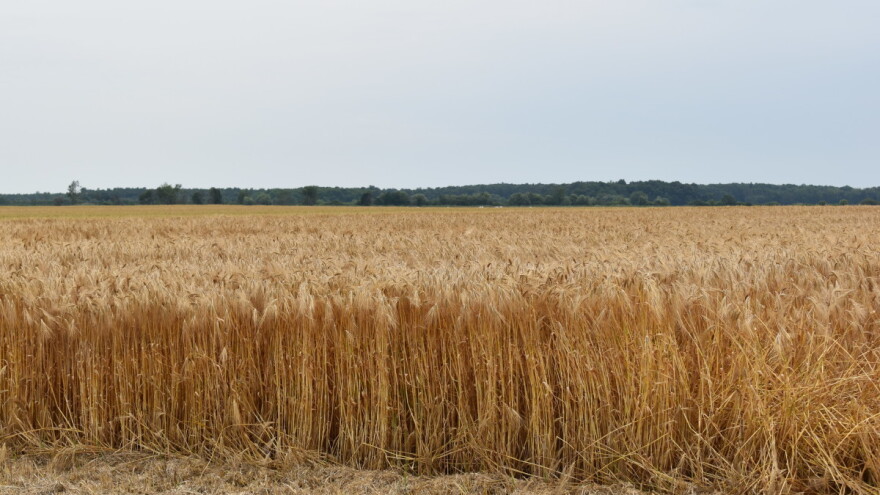 Vjetar u džepovima ratara: Pšenica podbacila za 30 posto