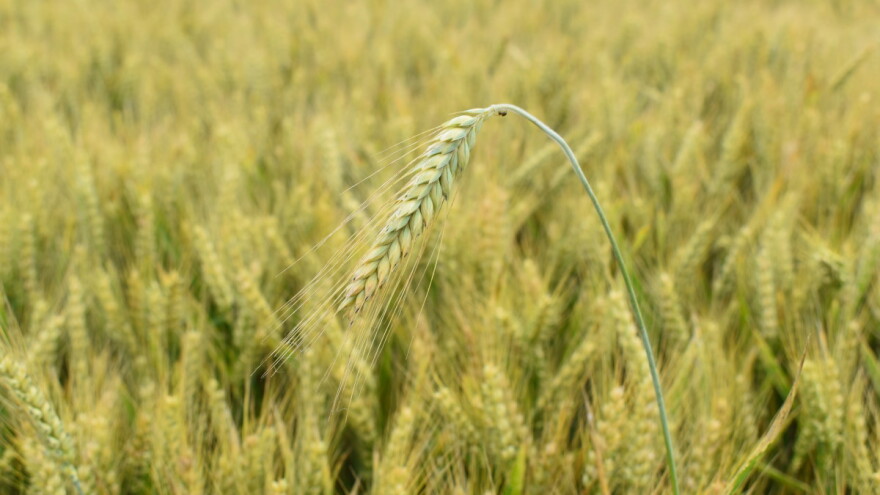Drevna žitarica otkriva tajne - stvara se otpornija krušna pšenica
