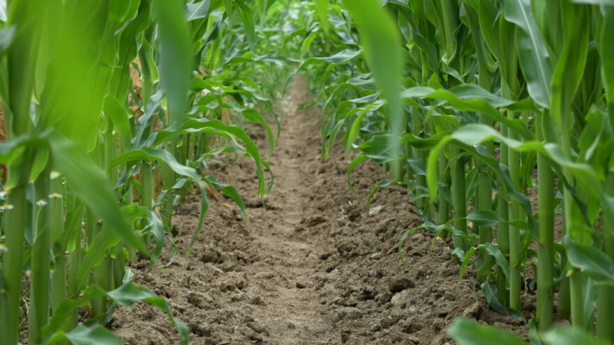 Zakiseljavanje zemljišta - veliki problem u proizvodnji