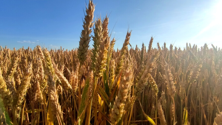 Površina za uzgoj pšenice dosegla novi rekord u Švedskoj