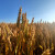 Površina za uzgoj pšenice dosegla novi rekord u Švedskoj